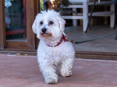 Fiocco, Malteser - unkastriert - Rüde