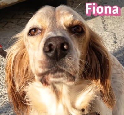 Fiona, English Setter - Hündin