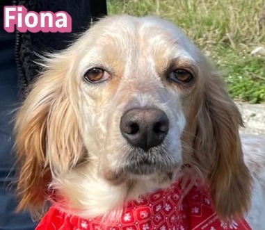 Fiona, English Setter - Hündin