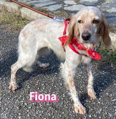 Fiona, English Setter - Hündin
