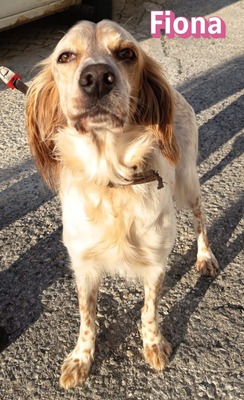 Fiona, English Setter - Hündin