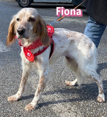 Fiona, English Setter - Hündin