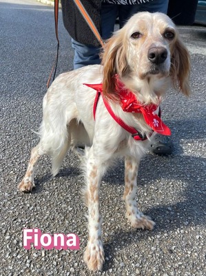 Fiona, English Setter - Hündin