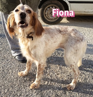 Fiona, English Setter - Hündin