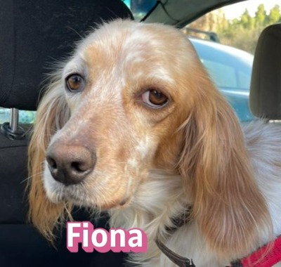 Fiona, English Setter - Hündin