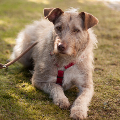 Fiona, Mischling - Hündin