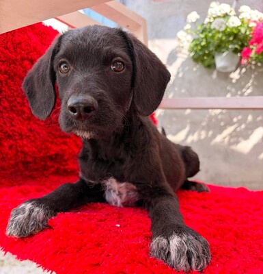 Fiona, Mischling Welpen - Hündin