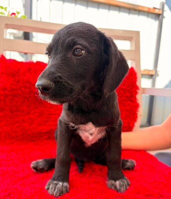 Fiona, Mischling Welpen - Hündin