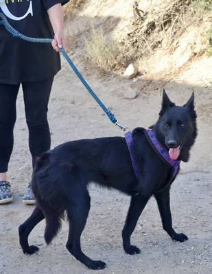Fiona, Mix - Hündin