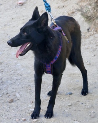Fiona, Mix - Hündin