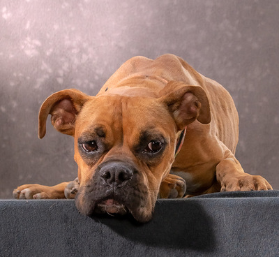 Fiona - eine Knutschkugel, Boxer - Hündin