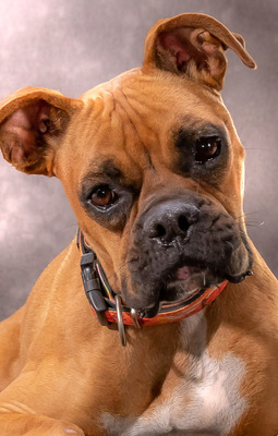 Fiona - eine Knutschkugel, Boxer - Hündin