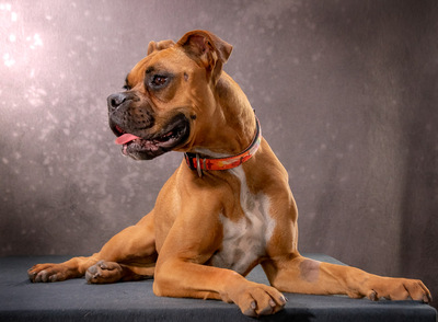 Fiona - eine Knutschkugel, Boxer - Hündin