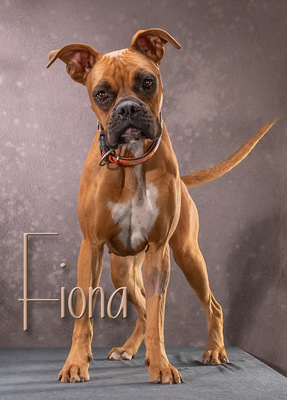 Fiona - eine Knutschkugel, Boxer - Hündin
