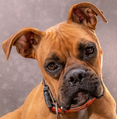 Fiona - eine Knutschkugel, Boxer - Hündin