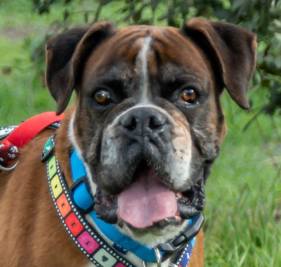 Fiona - eine nette Boxerdame, Boxer - Hündin