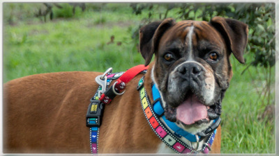 Fiona - eine nette Boxerdame, Boxer - Hündin