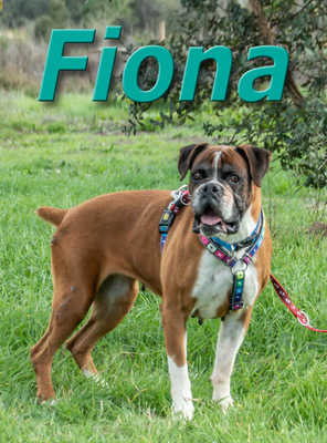 Fiona - eine nette Boxerdame, Boxer - Hündin