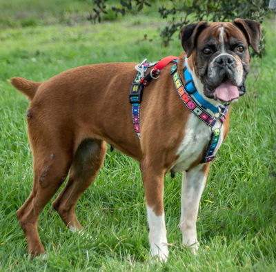 Fiona - eine nette Boxerdame, Boxer - Hündin