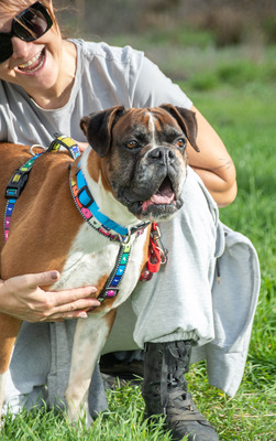 Fiona - eine nette Boxerdame, Boxer - Hündin