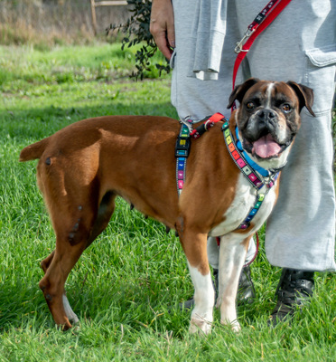 Fiona - eine nette Boxerdame, Boxer - Hündin