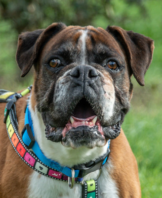 Fiona – eine nette Boxerdame, Boxer - Hündin