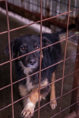 🐾 Fips – ein junger Rüde voller Sehnsucht sucht sein Für-immer-Zuhause, Mischling - Rüde