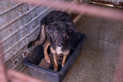 🐾 Fips – ein junger Rüde voller Sehnsucht sucht sein Für-immer-Zuhause, Mischling - Rüde