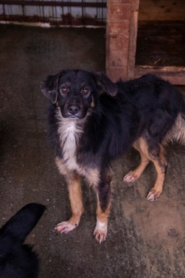 🐾 Fips, unser Schmusebär sucht liebevolles Zuhause, Mischling - Rüde
