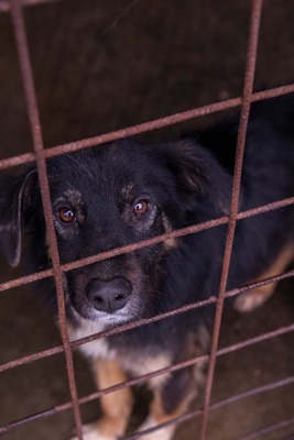 🐾 Fips, unser Schmusebär sucht liebevolles Zuhause, Mischling - Rüde