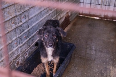 🐾 Fips, unser Schmusebär sucht liebevolles Zuhause, Mischling - Rüde