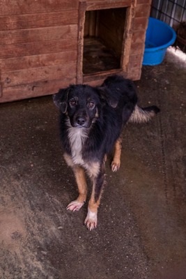 🐾 Fips, unser Schmusebär sucht liebevolles Zuhause, Mischling - Rüde