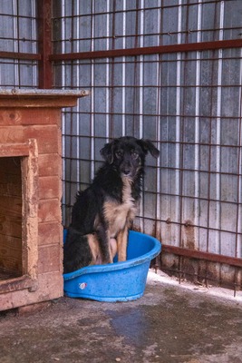 🐾 Fips, unser Schmusebär sucht liebevolles Zuhause, Mischling - Rüde