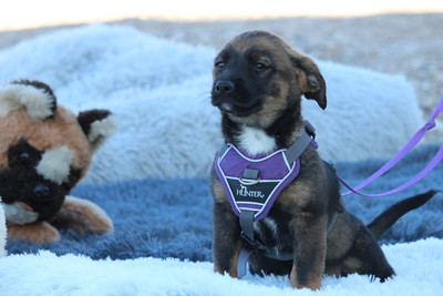 Fipsi, Mischling Welpen - Hündin