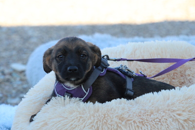 Fipsi, Mischling Welpen - Hündin