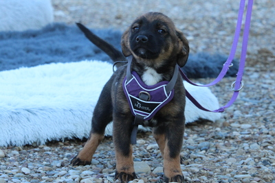 Fipsi, Mischling Welpen - Hündin