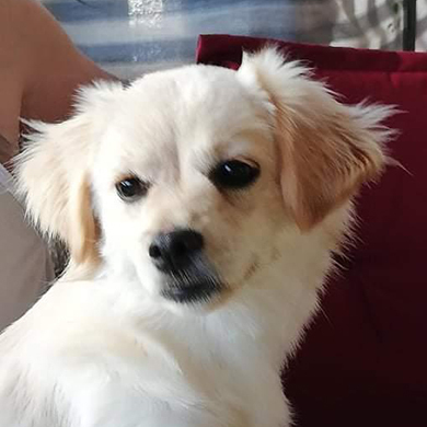 Fivy / Vorgemerkt, Mischling Welpen - Hündin