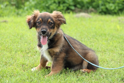 Fjandi, Mischling Welpen - Rüde