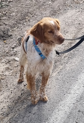 Flas, Bretonen-Mischling - Rüde