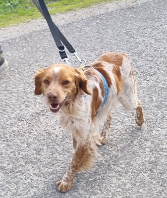 Flas, Bretonen-Mischling - Rüde