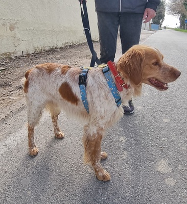 Flas, Bretonen-Mischling - Rüde