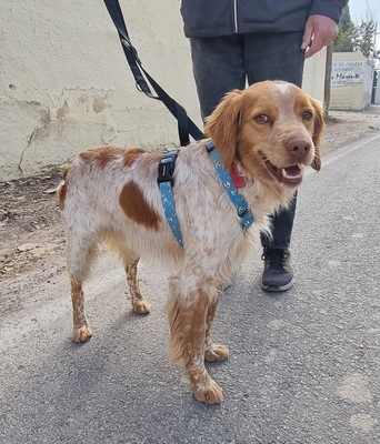 Flas, Bretonen-Mischling - Rüde