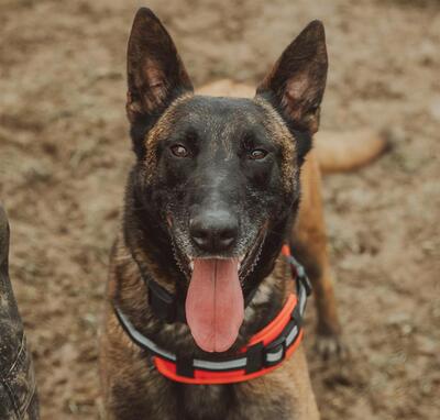 Flash Malinois möchte endlich ein Zuhause, Malinois - Rüde