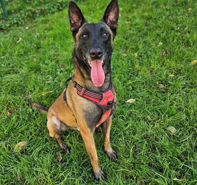 Flash Malinois sucht aktives Zuhause, Malinois - Rüde