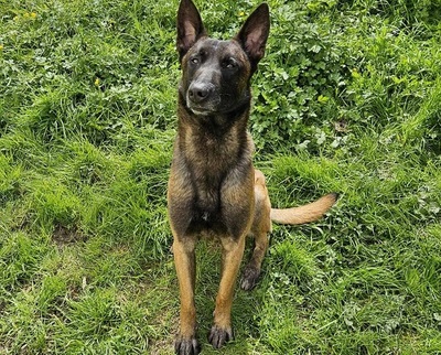 Flash Malinois sucht aktives Zuhause, Malinois - Rüde