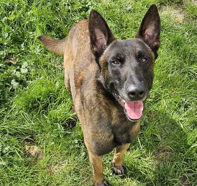 Flash hübscher Malinois Rüde sucht sportliches Zuhause, Malinois - Rüde