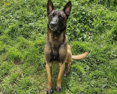 Flash hübscher Malinois Rüde sucht sportliches Zuhause, Malinois - Rüde