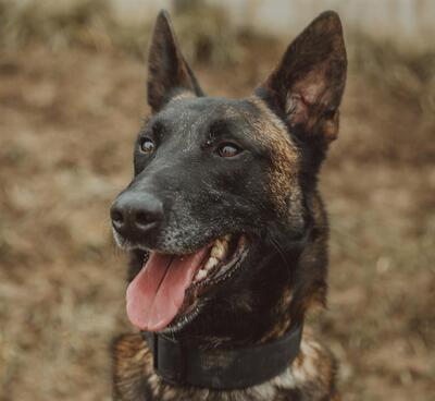 Flash hübscher Malinois Rüde sucht sportliches Zuhause, Malinois - Rüde