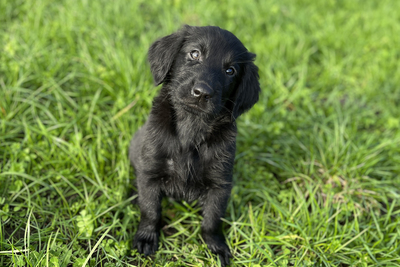 Flat Coated Retriever Welpen - Hündin