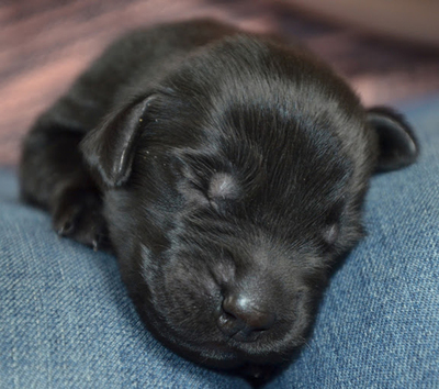 Flat Coated Retriever Welpen - Hündin